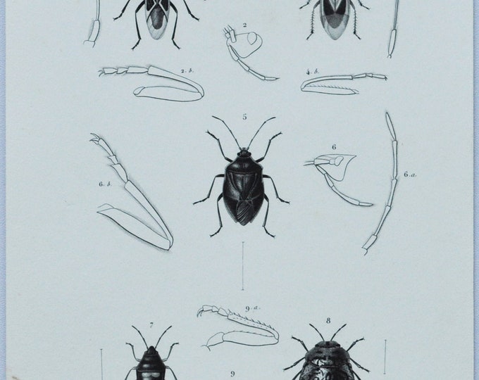 Original Antique Insects Print - Lygaeus / Phytocoris / Pentatoma / Scutellera / Platycephala - 1849 d'Orbigny Natural History Beetle