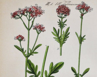 Marsh Valerian Print - Original Antique Botanical Print 1880s - Valeriana dioica (plant flower seed garden caprifoliaceae europe pink)