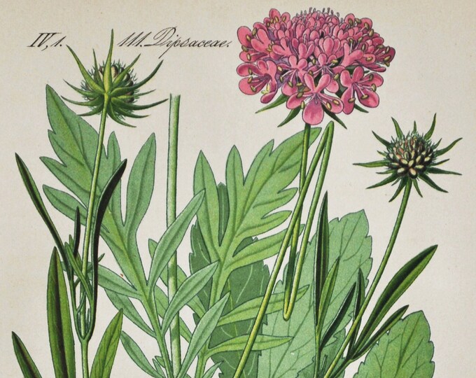 Shining Scabious Print - Original Antique Botanical Print 1880s - Scabiosa lucida (plant flower garden seed pink honeysuckle caprifoliaceae)