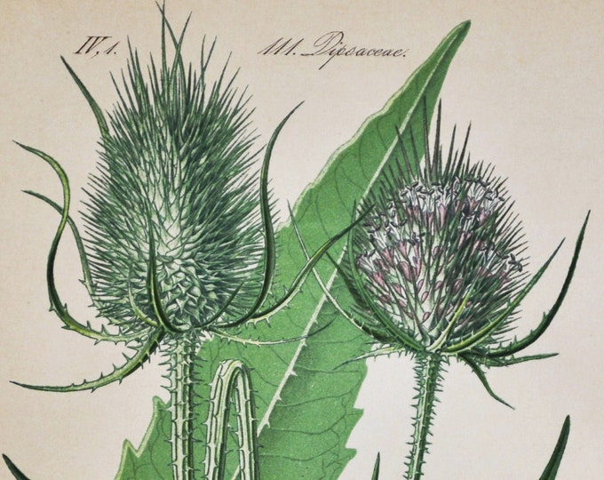 Wild Teasel or Fuller's Teasel Print - Original Antique Botanical Print 1880s - Dipsacus fullonum (plant flower garden seed honeysuckle)