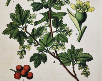 Mountain Currant Print - Original Antique Botanical Print 1880s - Ribes alpinum (plant flower seed currant red Grossulariaceae europe shrub)