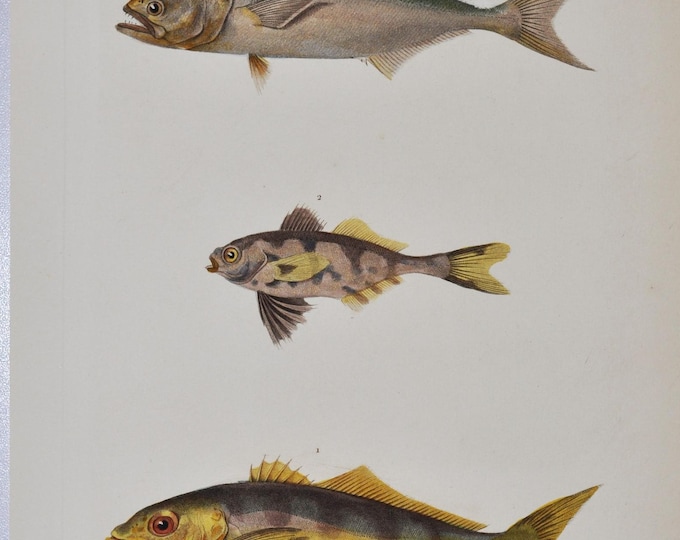 Greater Amberjack / Man-o'-War Fish / Bluefish - Hand-colored Original Antique Fish Print - Cuvier engraving 1840s