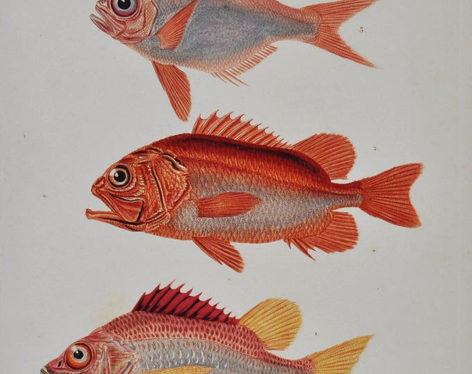 Extant Squirrel Fish / Blacktip Soldier Fish / Alfonsino - Hand-colored Original Antique Print - Cuvier engraving 1840s