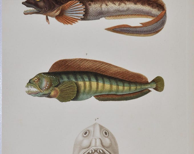 Seewolf & Atlantic Wolffish (zoarceus labrosus / anarrhichas lupus) - Hand-colored Original Antique Fish Print - Cuvier engraving 1840s