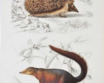 Hedgehog / Treeshrew - Hand-colored Original Antique Animal Print - Orbigny engraving from 1849 (european hedgehog, sumatran tree shrew)