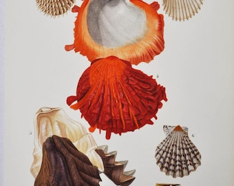 Ostrea Folium, Pecten Tigris, Spondylus - Hand-colored Original Antique Fish Print - Orbigny engraving from 1849 (shellfish shell sea snail)