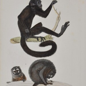 Zwarte baardaap en Humboldts nachtaap (Pithecia satanas / Nocthora) - Handgekleurde antieke dierenprint - Cuvier-gravure, jaren 1840