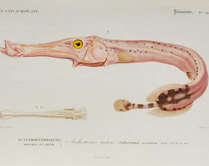 Trumpetfish - Hand-colored Original Antique Fish Print - Orbigny engraving from 1849 (aulostomus maculatus, West Atlantic, pink, cornetfish)