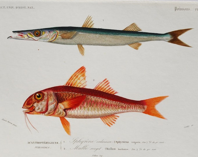 European Barracuda and Red Mullet - Hand-colored Original Antique Fish Print - Orbigny engraving from 1849 (Mediterranean predatory, mullus)