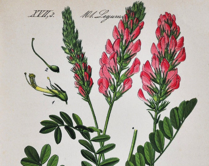 Common Sainfoin Print - Original Antique Botanical Print 1880s - Onobrychis sativa / viciifolia (plant flower seed red forage legume pink)