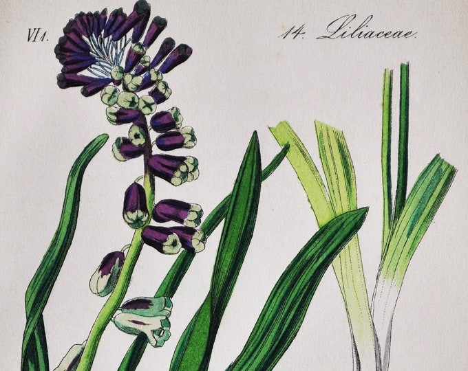 Muscari tenuiflorum Print - Original Antique Botanical Print 1880s - Muscari tenuiflorum (plant flower garden seed perennial europe asia)