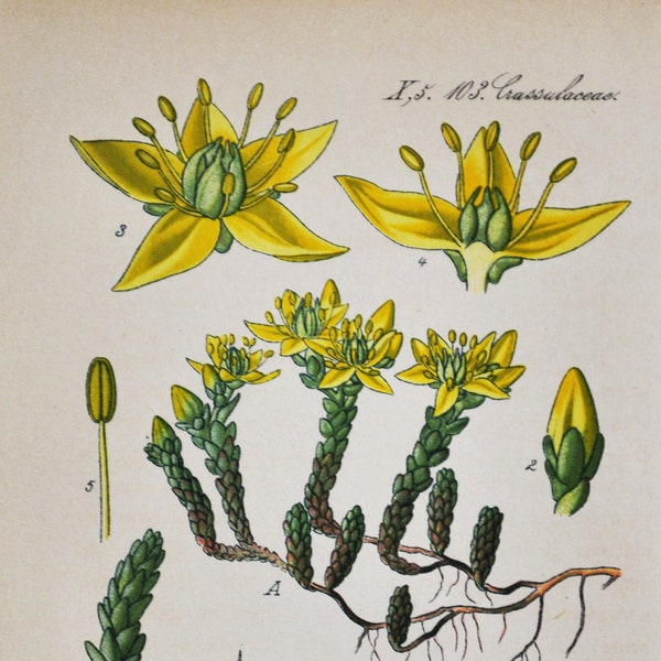 Goldmoss Stonecrop Print - Original Antique Botanical Print 1880s - Sedum acre (plant flower seed mossy biting wallpepper perennial yellow)