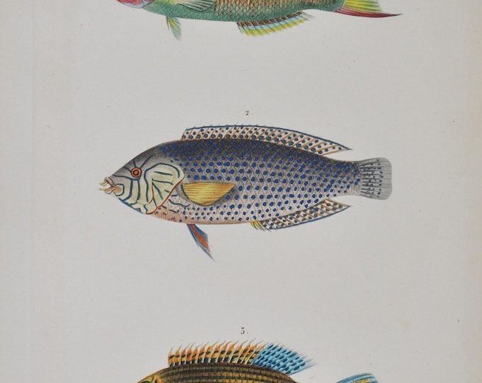 Ornate Wrasse / Blue-Spotted Wrasse / Baillon's Wrasse - Hand-colored Original Antique Fish Print - Cuvier engraving 1840s
