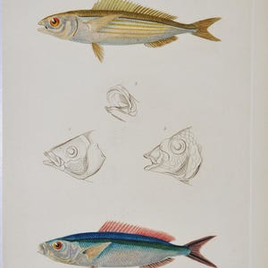 May include: An antique print featuring detailed illustrations of fish. The top fish is a golden-yellow and silver striped fish with a yellow dorsal fin. Below are sketches of fish anatomy. The bottom fish is blue, silver, and red.
