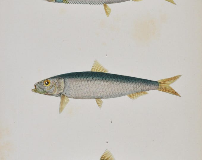 Atlantic Herring / European Sardine / European Anchovy - Hand-colored Original Antique Fish Print - Cuvier engraving 1840s