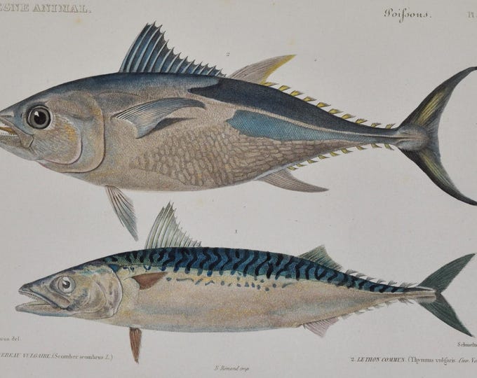 Atlantic Mackerel & Atlantic Bluefin Tuna - Hand-colored Original Antique Fish Print - Cuvier engraving 1840s