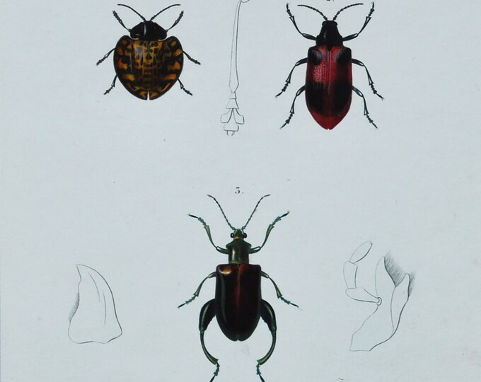 Beetles - Hand-colored Original Antique Insect Print - Orbigny engraving from 1849 (sagra, alurnus, eugenysa grossa, eumolpus, doryphora)