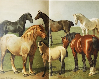Horse Breeds II - Original Antique Animal Print - 1906 (Neapolitan horse, Napoletano, Neapolitano, Napolitano, Belgian Draft, Oldenburger)