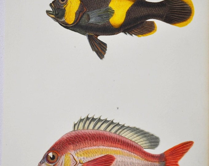 Saddleback Clownfish / Whitecheek Monocle Bream - Hand-colored Original Antique Fish Print - Orbigny engraving from 1849 (amphiprion vosmeri