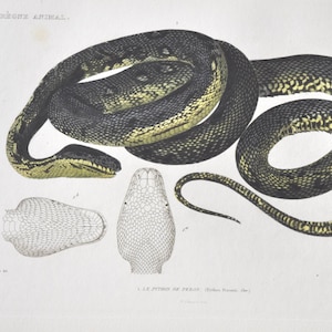 Pitone tappeto (Python Peronii / Morelia spilota) - Stampa antica di rettile colorata a mano - Incisione Cuvier 1840 (diamante Pythonidae Serpentes