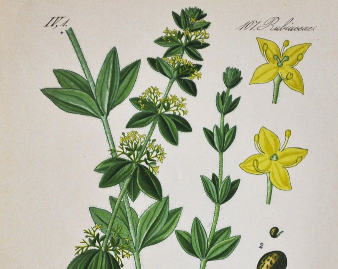 Crosswort Print - Original Antique Botanical Print 1880s - Galium Cruciata / laevipes (plant flower seed garden smooth bedstraw yellow)