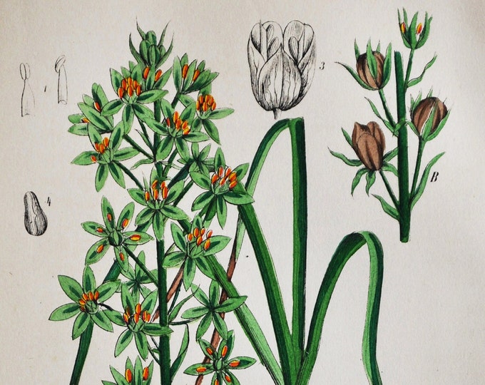 Pyrenees Star of Bethlehem Print - Original Antique Botanical Print 1880s - Ornithogalum sulphureum (plant flower garden seed pyrenaicum)