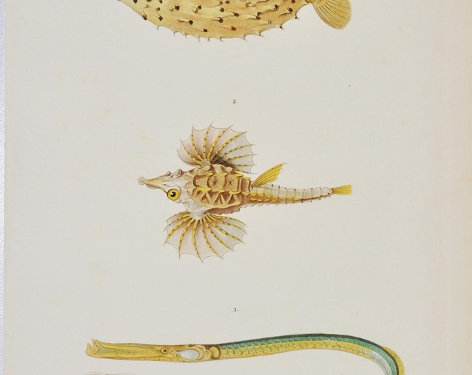 Greater Pipefish/ Seamoth / Spotfin Burrfish - Hand-colored Original Antique Fish Print - Cuvier engraving 1840s