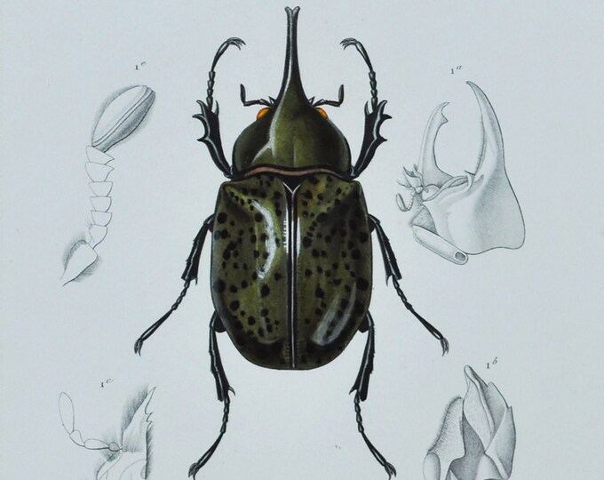 Eastern Hecules / Chrysina Macropus - Hand-colored Original Antique Insect Print - Orbigny engraving from 1849 scarabaeus hyllus chrysophora