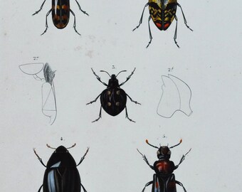 Beetles - Hand-colored Original Antique Insect Print - Orbigny engraving from 1849 (encaustes verticalis erotylidae histrio hydrophilus etc)