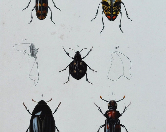 Beetles - Hand-colored Original Antique Insect Print - Orbigny engraving from 1849 (encaustes verticalis erotylidae histrio hydrophilus etc)