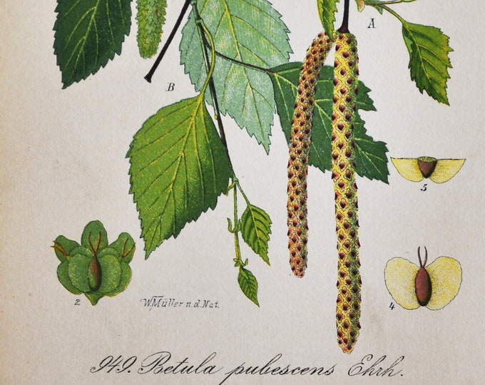 Downy Birch Print - Original Antique Botanical Print 1880s - Betula pubescens (plant flower seed garden tree European white moor hairy)