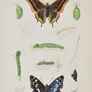 May include: A vintage-style scientific print titled REGNE ANIMAL, Insectes, Pl 13. It features two large butterflies, one orange and black, one blue and black, surrounded by various green caterpillars, chrysalises, and detailed anatomical wing sketches.
