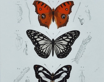 Butterflies - Hand-colored Original Antique Butterfly Print - Orbigny engraving from 1849 (vanessa almana, danais juventa, limenitis jadera)