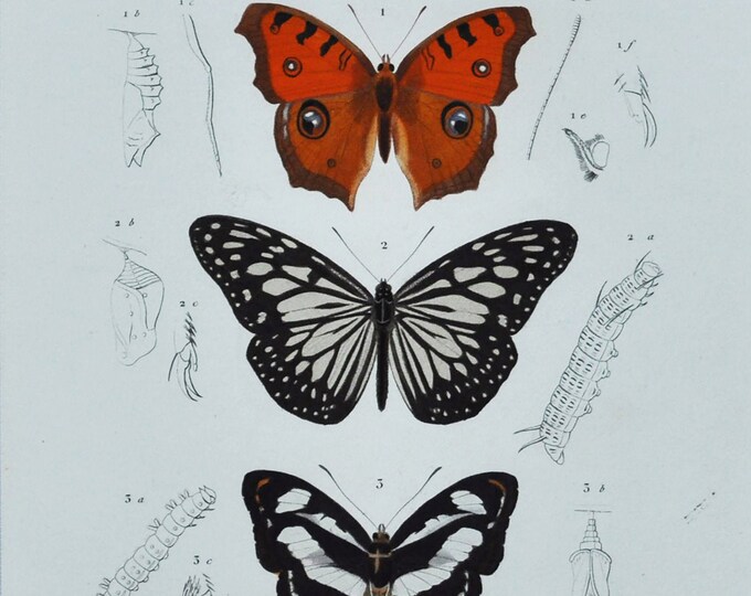 Butterflies - Hand-colored Original Antique Butterfly Print - Orbigny engraving from 1849 (vanessa almana, danais juventa, limenitis jadera)