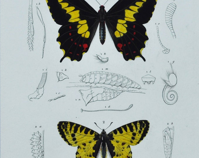 Butterflies - Hand-colored Original Antique Butterfly Print - Orbigny engraving from 1849 (papilio duponchel, Allancastria, parnassius etc.)