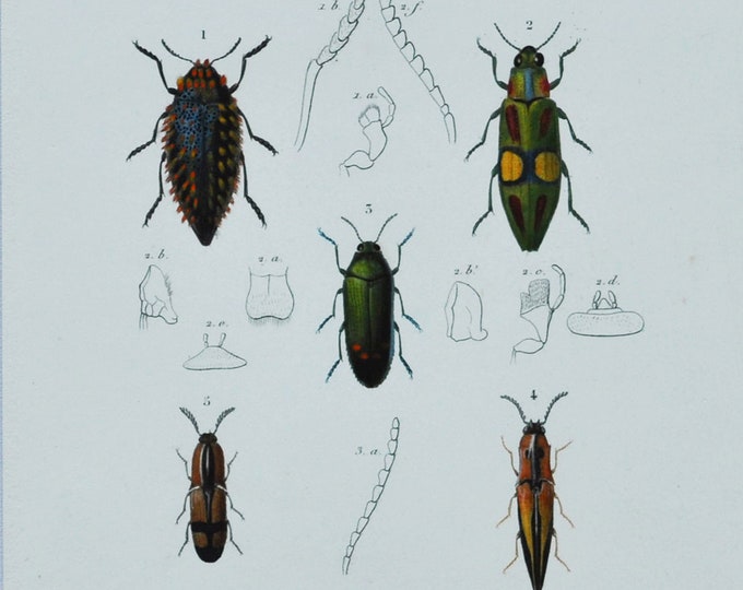 Beetles - Hand-colored Original Antique Insect Print - Orbigny engraving from 1849 (lulodis, chrysochroa, stigmodera semiotus ctenicera etc)
