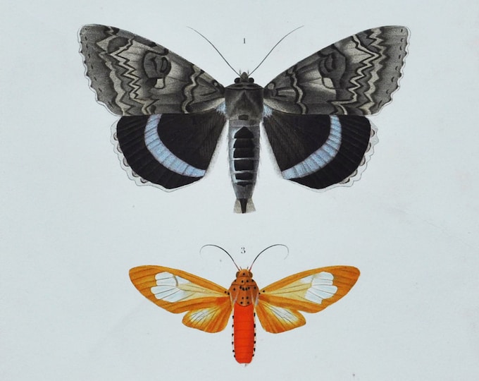Moths - Hand-colored Original Antique Butterfly Print - Orbigny engraving from 1849 (catocala fraxini, ophideres imperator, aganais)