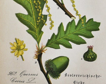 Impresión de roble pavo o roble austriaco - Original Antique Botanical Print 1880s - Quercus cerris (planta semilla jardín jardín arbusto arbusto europa)