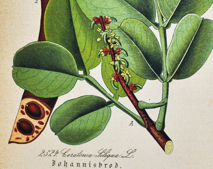 Carob Print - Original Antique Botanical Print 1880s - Ceratonia siliqua (plant flower seed garden tree shrub mediterranean middle east)