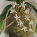 see more listings in the Orchid Prints section