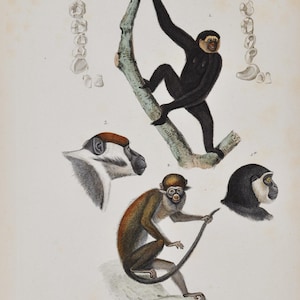 Lar Gibbon & Lesser Spot-Nosed Monkey (Simia lar Hylobates / Simia petaurista) - Hand-colored Antique Animal Print - Cuvier engraving 1840s