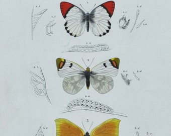 Butterflies - Hand-colored Original Antique Butterfly Print - Orbigny engraving from 1849 (anthocharis cupompe, zegris eupheme, rodocera)