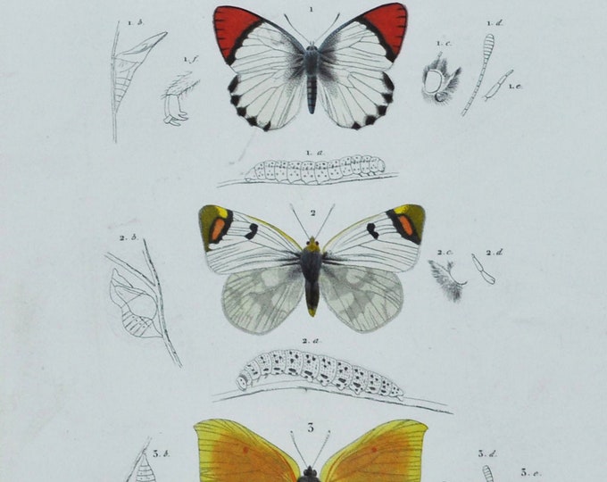 Butterflies - Hand-colored Original Antique Butterfly Print - Orbigny engraving from 1849 (anthocharis cupompe, zegris eupheme, rodocera)