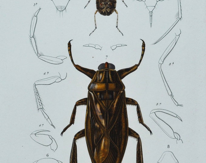 Beetles - Hand-colored Original Antique Insect Print - Orbigny engraving from 1849 (belostoma marmoratum, corixa striata, galgulus oculatus)