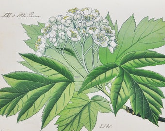 Wild Service Tree Print - Original Antique Botanical Print 1880s - Sorbus torminalis (plant flower seed chequers checker mountain ash white)