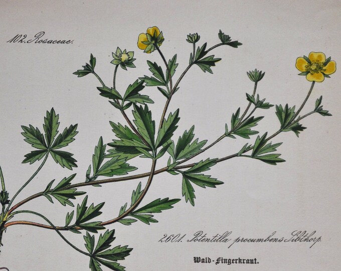 English Cinquefoil Print - Original Antique Botanical Print 1880s - Potentilla procumbens (plant flower seed rosaceae rose yellow green)