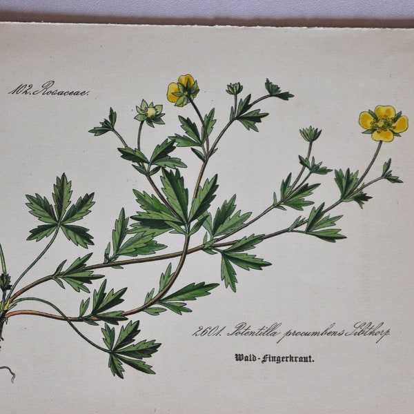 English Cinquefoil Print - Original Antique Botanical Print 1880s - Potentilla procumbens (plant flower seed rosaceae rose yellow green)
