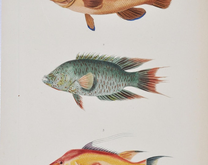 Brown Wrasse / Tripletail Wrasse / Hogfish - Hand-colored Original Antique Fish Print - Cuvier engraving 1840s