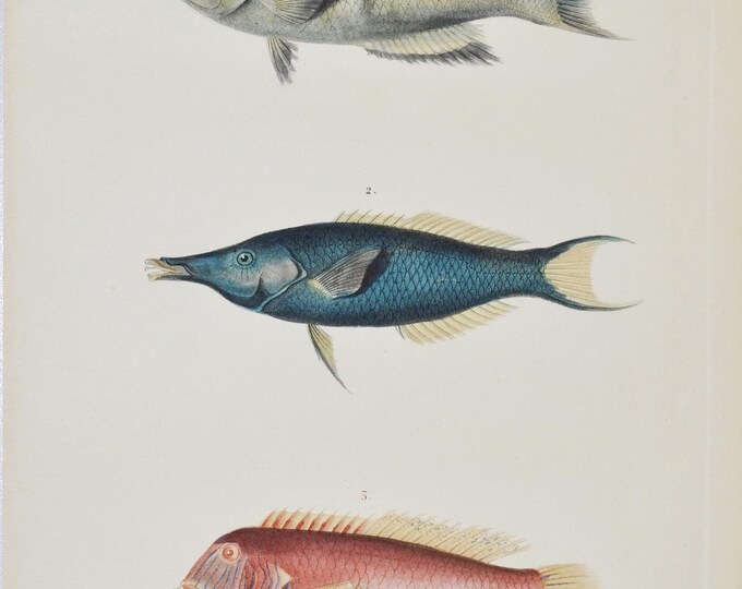 Creole Wrasse / Green Birdmouth Wrasse / Pearly Razorfish - Hand-colored Original Antique Fish Print - Cuvier engraving 1840s