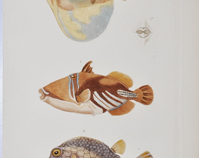 Threetooth Puffer / Long-Tailed Ghost Pipefish / Smooth Trunkfish - Hand-colored Original Antique Fish Print - Cuvier engraving 1840s